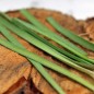 Preview: Zimmerknoblauch Hazel (Pflanze)
