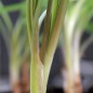 Preview: Zimmerknoblauch Hazel (Pflanze)