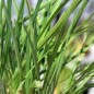 Preview: Zimmerknoblauch John May´s Special (Pflanze)