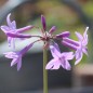 Preview: Zimmerknoblauch John May´s Special (Pflanze)
