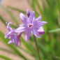 Preview: Zimmerknoblauch John May´s Special (Pflanze)