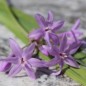 Preview: Zimmerknoblauch John May´s Special (Pflanze)