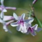 Preview: Zimmerknoblauch Purple Eyes (Pflanze)