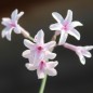 Preview: Zimmerknoblauch Purple Eyes (Pflanze)