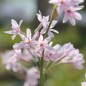 Preview: Zimmerknoblauch Purple Eyes (Pflanze)