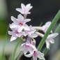 Preview: Zimmerknoblauch Purple Eyes (Pflanze)