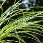 Preview: Zimmerknoblauch elfenbein (Pflanze)