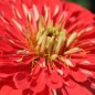 Preview: Zinnie Attraction Korallenrot (Samen)