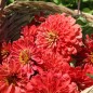 Preview: Zinnie Attraction Korallenrot (Samen)