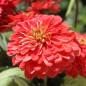 Preview: Zinnie Attraction Korallenrot (Samen)