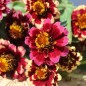 Preview: Zinnie Aztec Burgundy Bicolor (Samen)