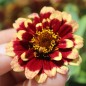 Preview: Zinnie Aztec Burgundy Bicolor (Samen)