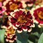 Preview: Zinnie Aztec Burgundy Bicolor (Samen)