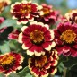 Preview: Zinnie Aztec Burgundy Bicolor (Samen)