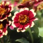 Preview: Zinnie Aztec Burgundy Bicolor (Samen)