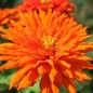 Preview: Zinnie Aztec Cactus Giant (Samen)