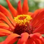 Preview: Zinnie Aztec Cactus Giant (Samen)