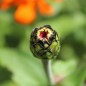 Preview: Zinnie Aztec Cactus Giant (Samen)