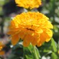 Preview: Zinnie Canary Bird (Samen)