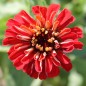 Preview: Zinnie Cherry Queen (Samen)