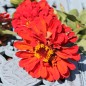Preview: Zinnie Cherry Queen (Samen)