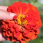 Preview: Zinnie Cherry Queen (Samen)