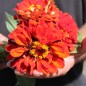 Preview: Zinnie Cherry Queen (Samen)