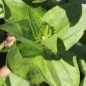 Preview: Zinnie Cherry Queen (Samen)