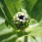 Preview: Zinnie Cherry Queen (Samen)
