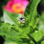 Preview: Zinnie Exquisite (Samen)