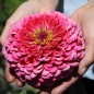 Preview: Zinnie Exquisite (Samen)