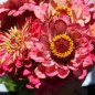 Preview: Zinnie Exquisite (Samen)