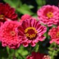 Preview: Zinnie Exquisite (Samen)