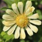 Preview: Zinnie Isabellina (Samen)