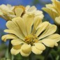 Preview: Zinnie Isabellina (Samen)
