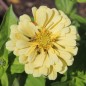 Preview: Zinnie Isabellina (Samen)