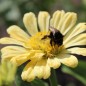 Preview: Zinnie Isabellina (Samen)