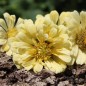 Preview: Zinnie Isabellina (Samen)