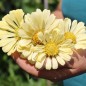 Preview: Zinnie Isabellina (Samen)