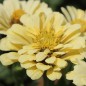Preview: Zinnie Isabellina (Samen)