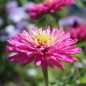 Preview: Neu! Zinnie Lilac Empress (Samen)