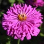 Preview: Neu! Zinnie Lilac Empress (Samen)