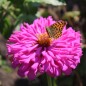 Preview: Neu! Zinnie Lilac Empress (Samen)