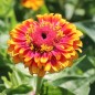 Preview: Zinnie Macarenia (Samen)