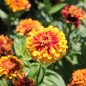 Preview: Zinnie Macarenia (Samen)