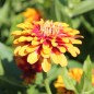 Preview: Zinnie Macarenia (Samen)