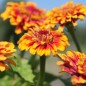 Preview: Zinnie Macarenia (Samen)