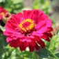 Preview: Zinnie Monarch King (Samen)