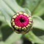 Preview: Zinnie Monarch King (Samen)