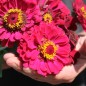 Preview: Zinnie Monarch King (Samen)